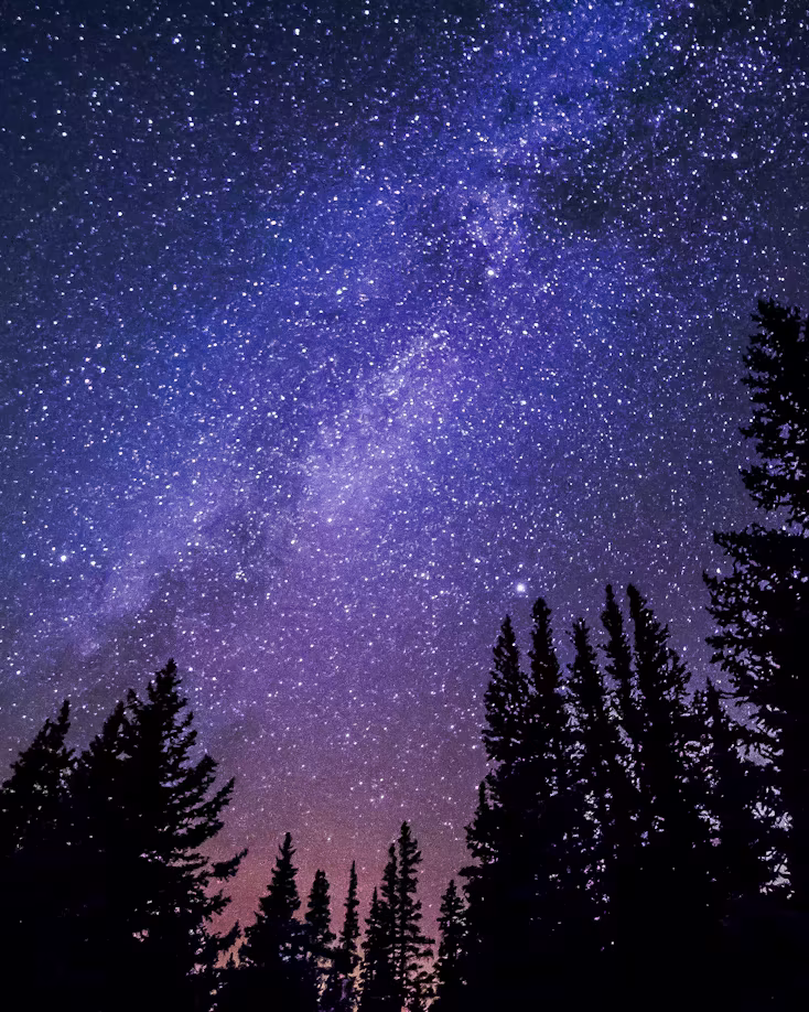 The Milky Way over a silhouetted tree line